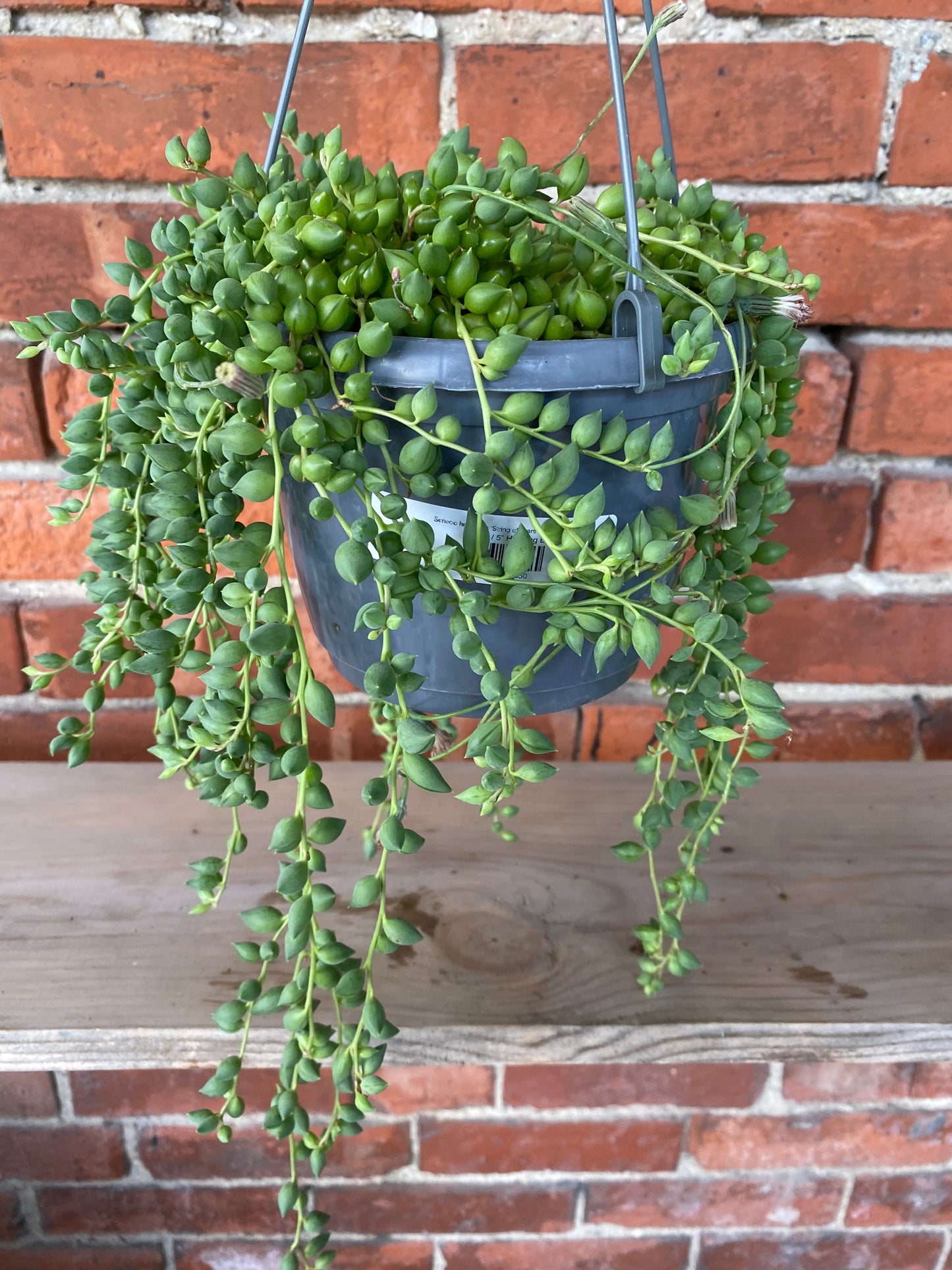 Senecio herreanus ‘String of Tears’ - 5" Hanging Basket