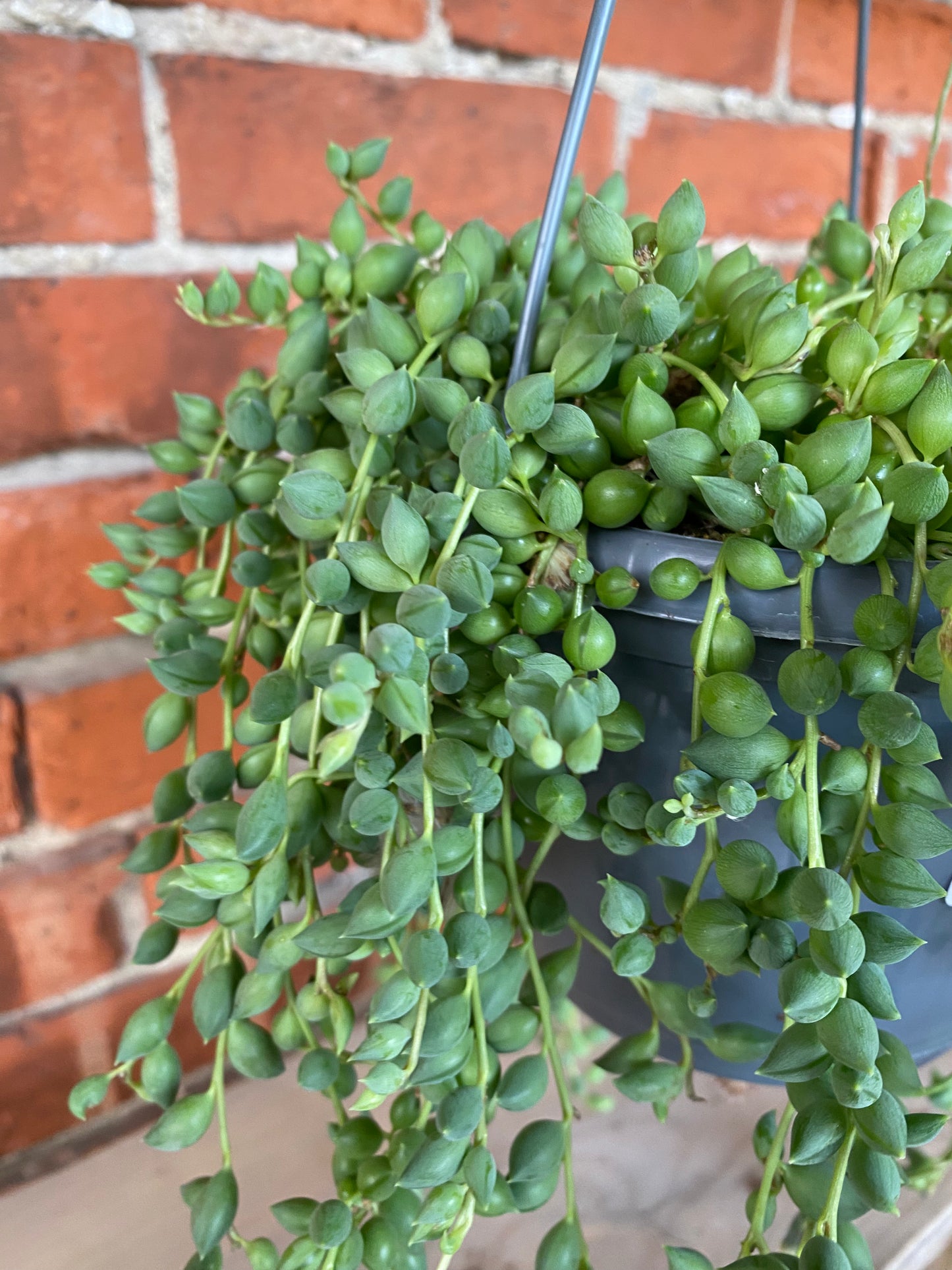 Senecio herreanus ‘String of Tears’ - 5" Hanging Basket
