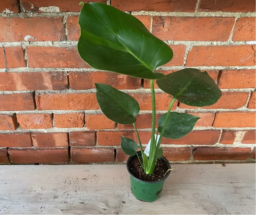 home depot monstera deliciosa Monstera deliciosa 4in Split Leaf