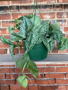 Scindapsus pictus ‘Exotica’