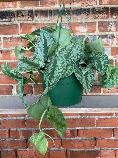 Scindapsus pictus ‘Exotica’