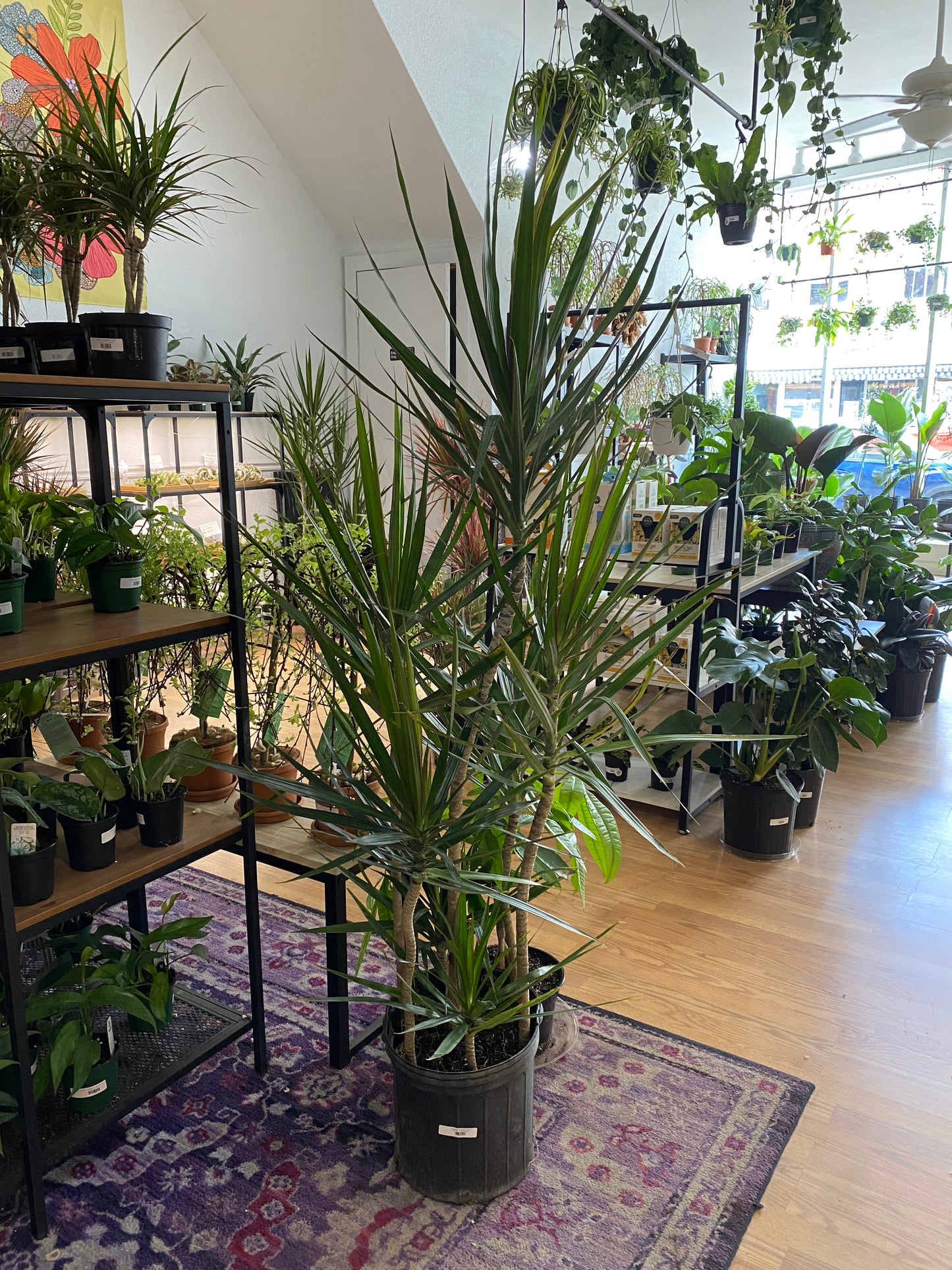 Dracaena marginata 'Green'