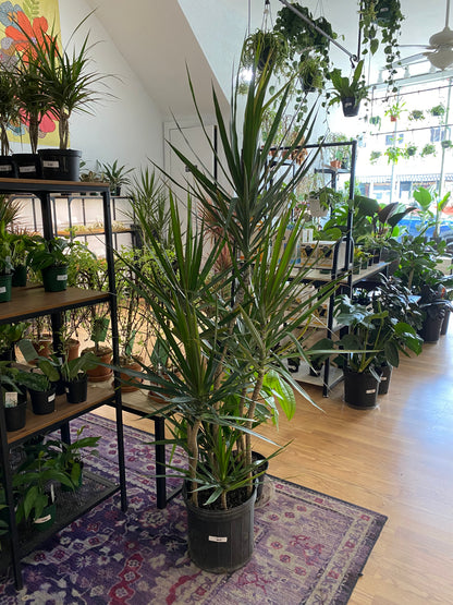Dracaena marginata 'Green'