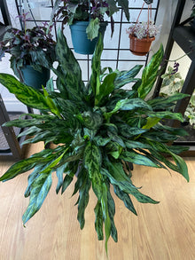 Aglaonema ‘Stripes’