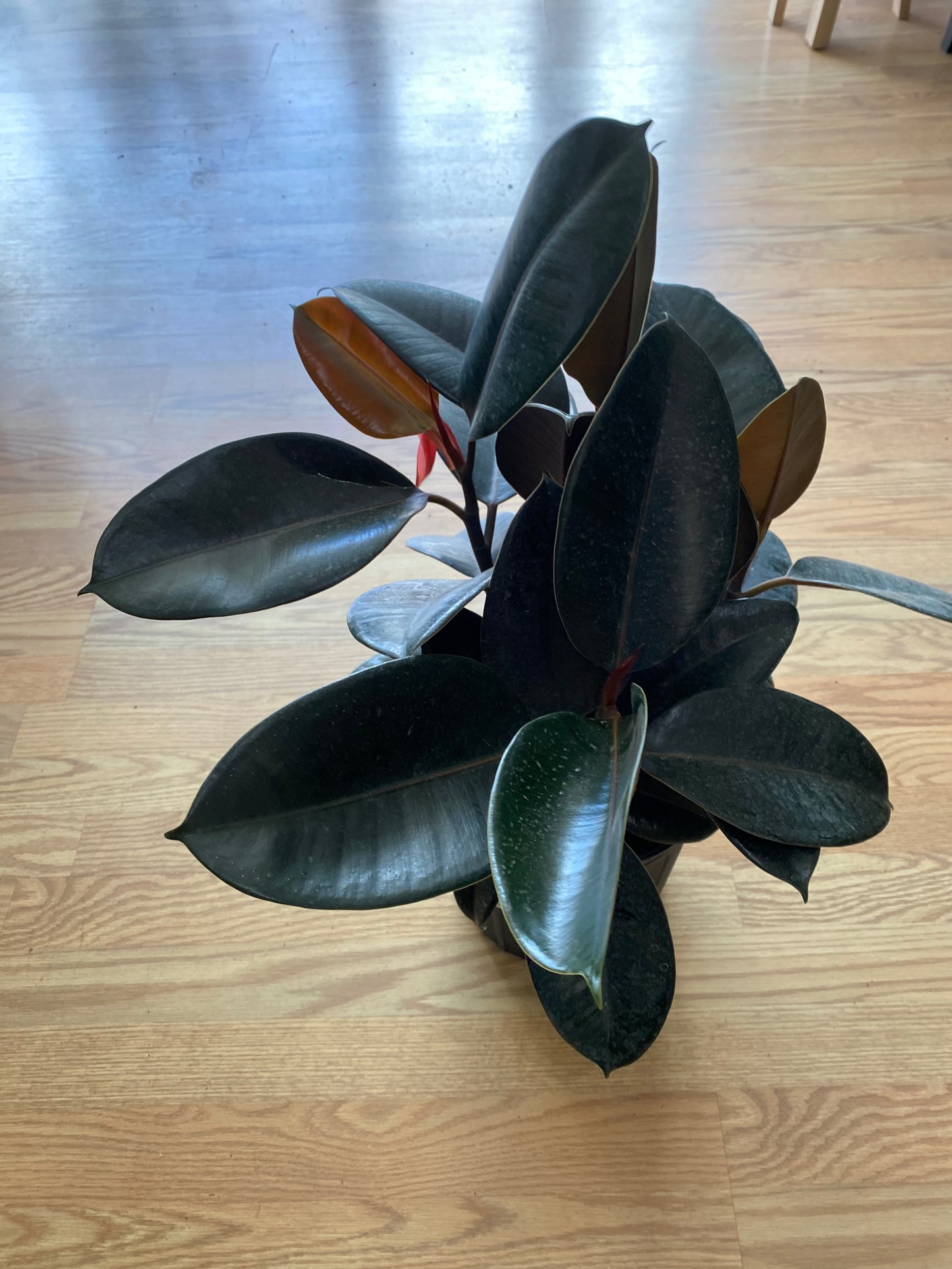 Ficus elastica 'Burgundy Rubber Plant'