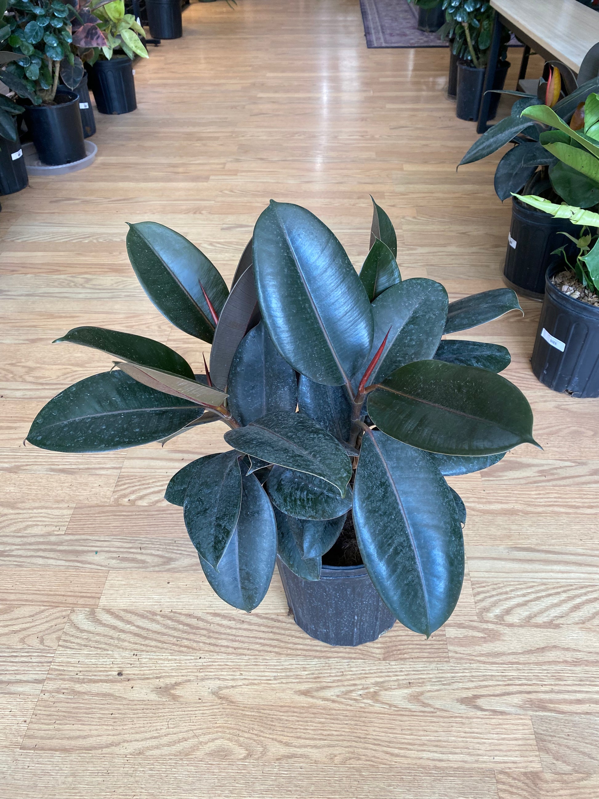 rubber tree burgundy Ficus elastica 'Burgundy Rubber Plant' – Snakeroot Botanicals