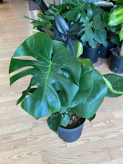 Monstera deliciosa 'Split Leaf'