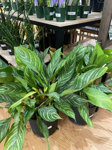 Aglaonema ‘Juliette'