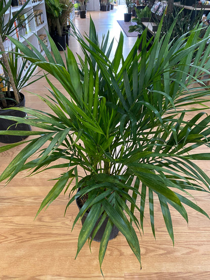 Chamaedorea cataractarum 'Cat Palm'