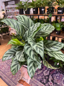 Calathea conncinna - 6" Pot