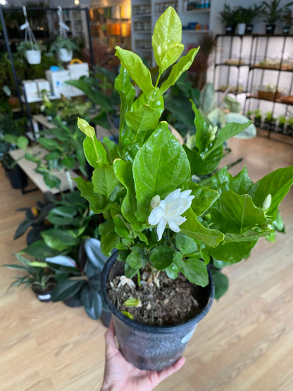 Jasminum sambac 'Arabian Jasmine' - 6" Pot