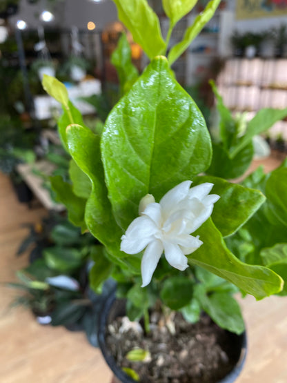 Jasminum sambac 'Arabian Jasmine' - 6" Pot