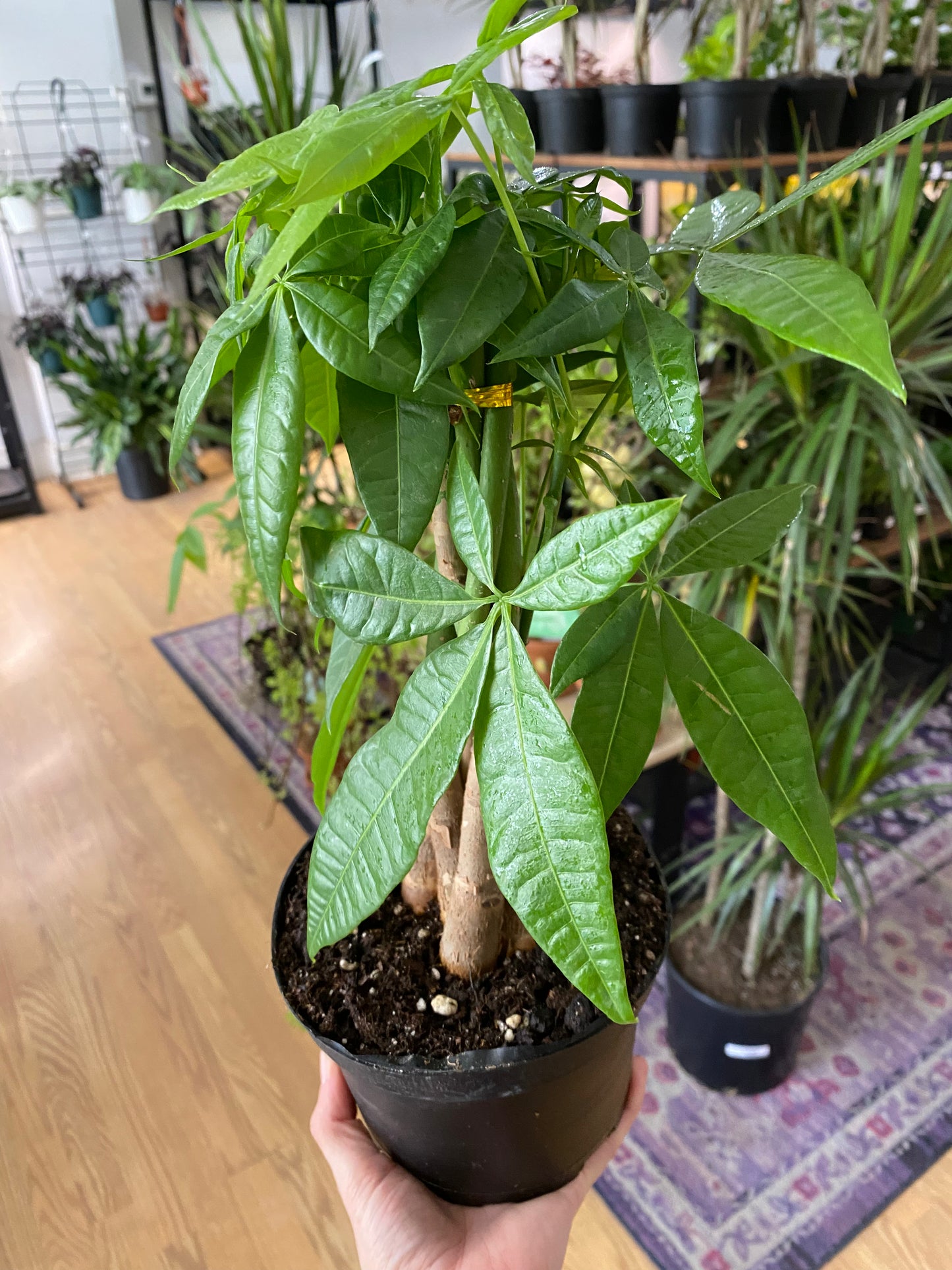 Pachira aquatica ‘Money Tree’