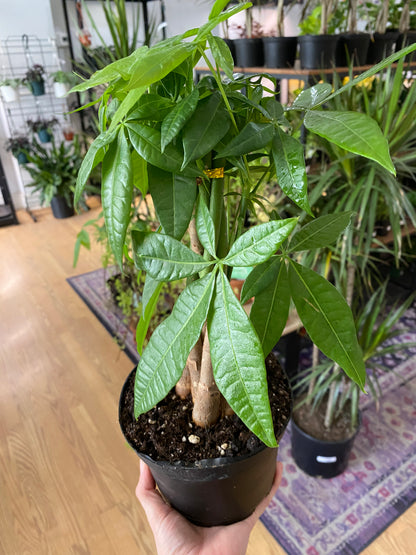 Pachira aquatica ‘Money Tree’