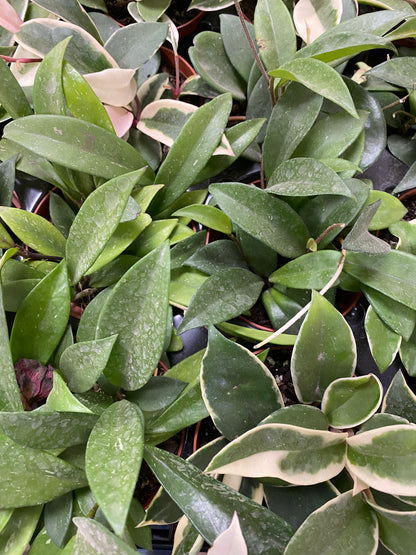 Hoya 'Assorted Varieties'