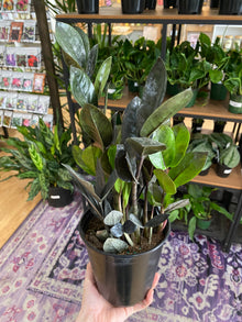 Zamioculcas zamiifolia ‘Raven ZZ’