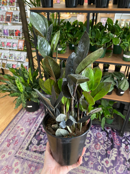 Zamioculcas zamiifolia ‘Raven ZZ’