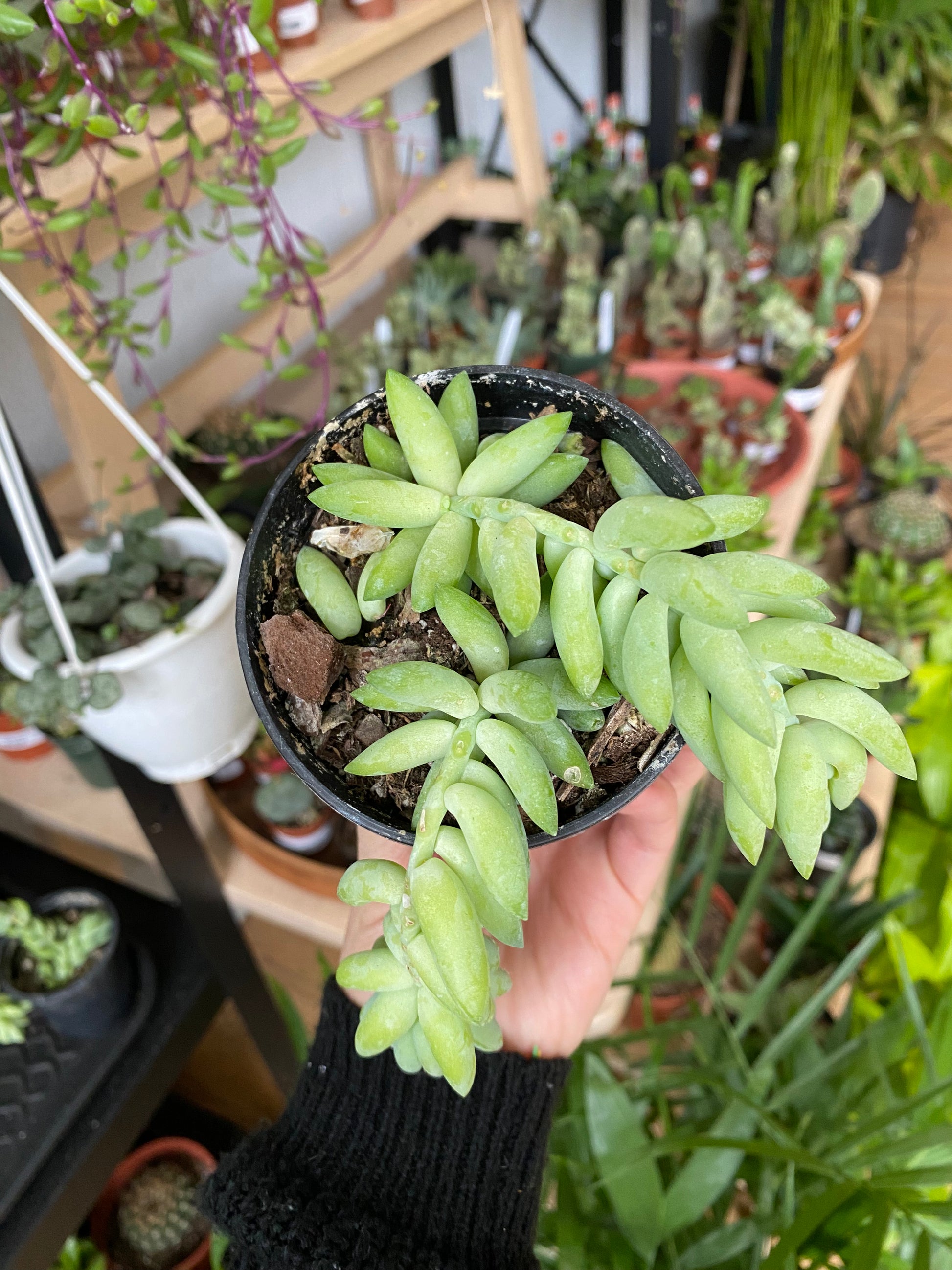 succulent tail plant Sedum 'Burro's Tail'