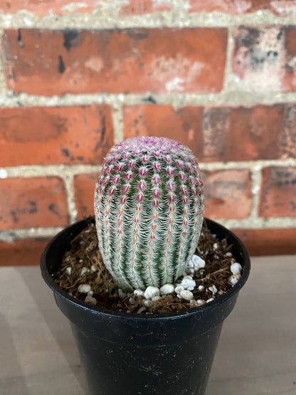 Echinocereus rigidissimus 'Ruby Rainbow Cactus'