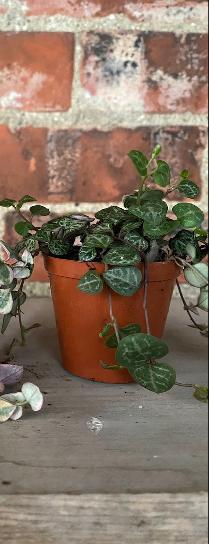 Ceropegia 'String of Hearts'