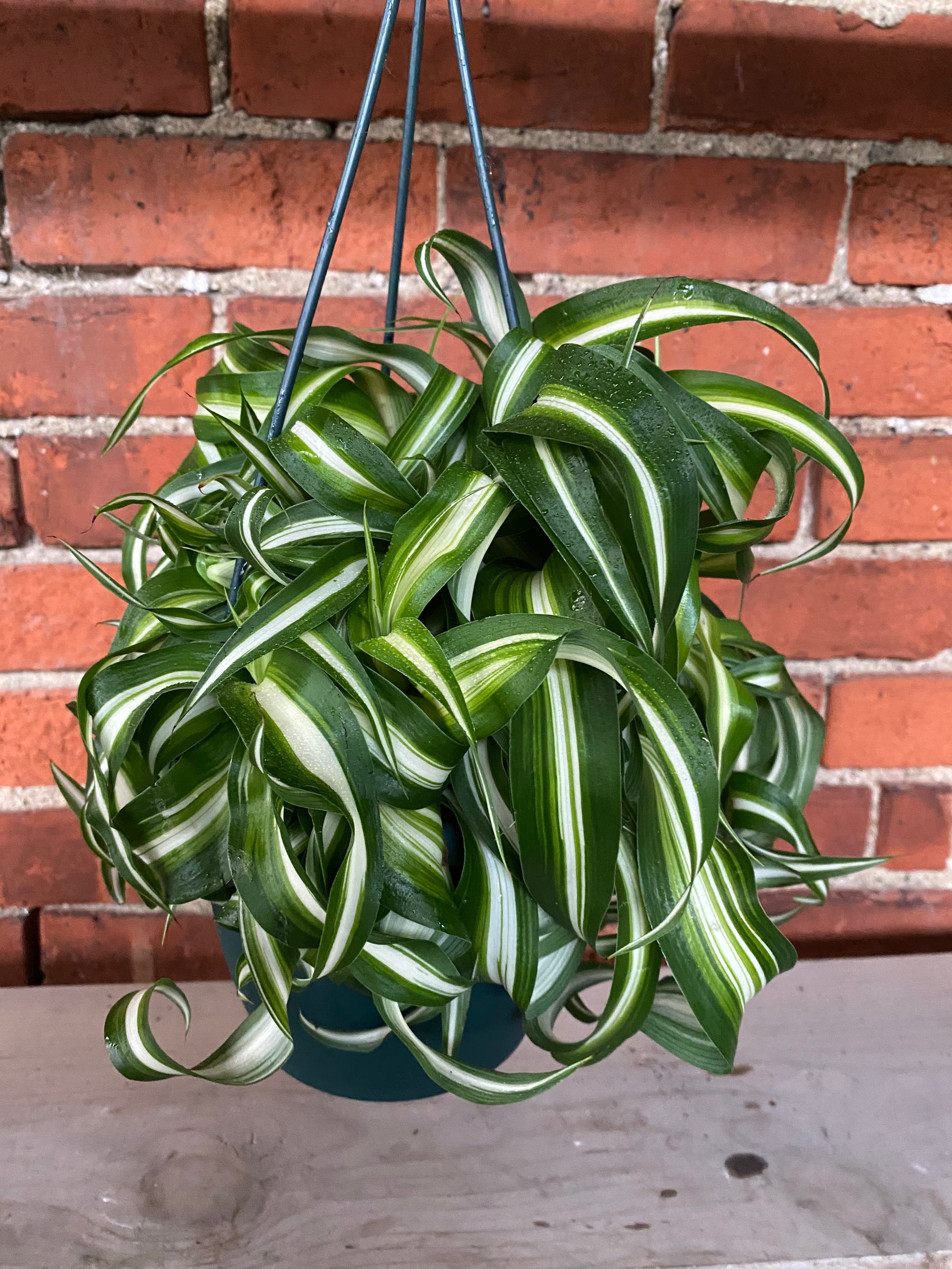 spider plant bonnie Bonnie Spider Plant Hanging Basket - Live Plant in a 6 Inch Hanging Basket - Chlorophytum Comosum 'Bonnie'