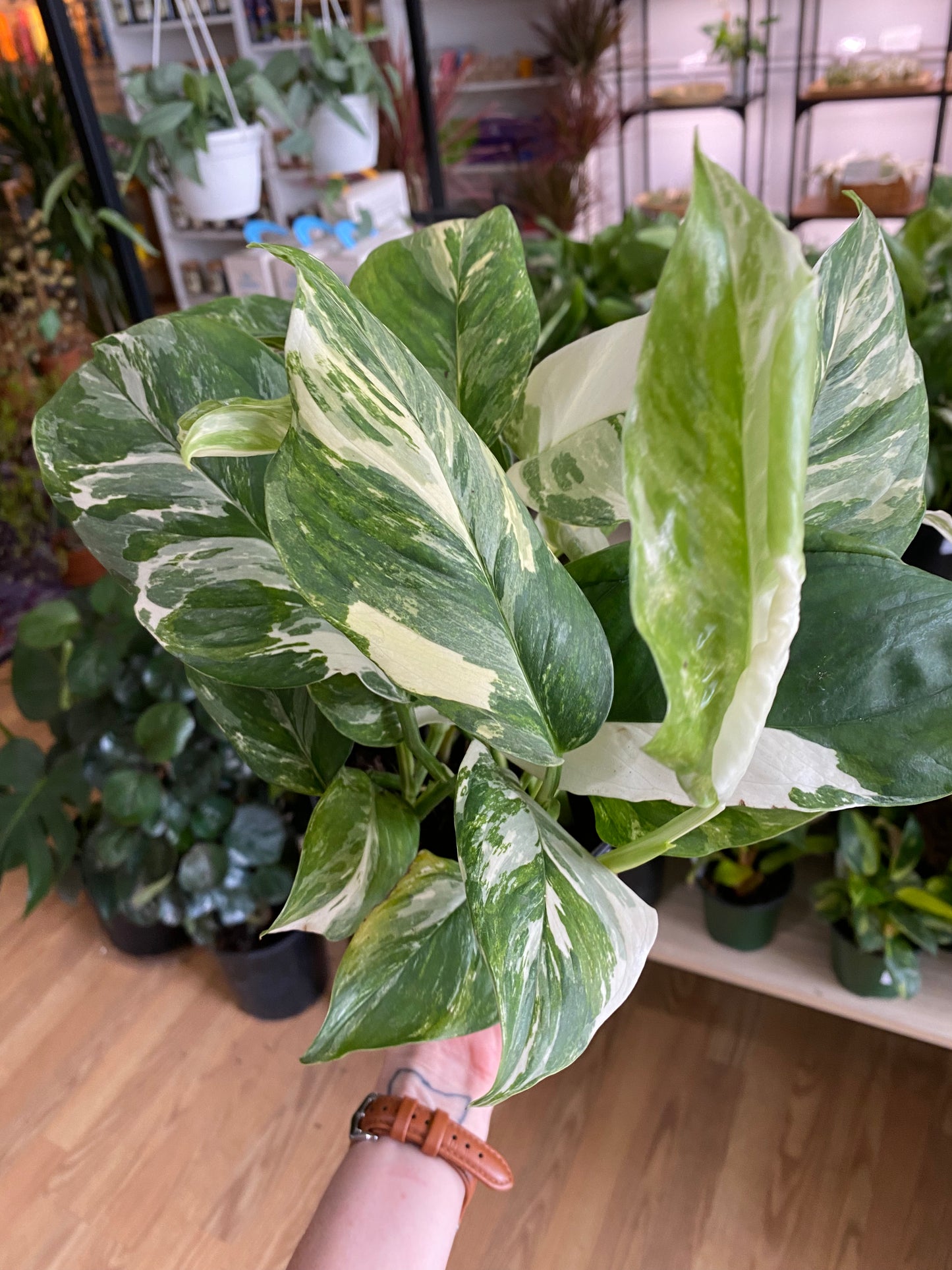 Monstera lechleriana 'Albo Variegata'