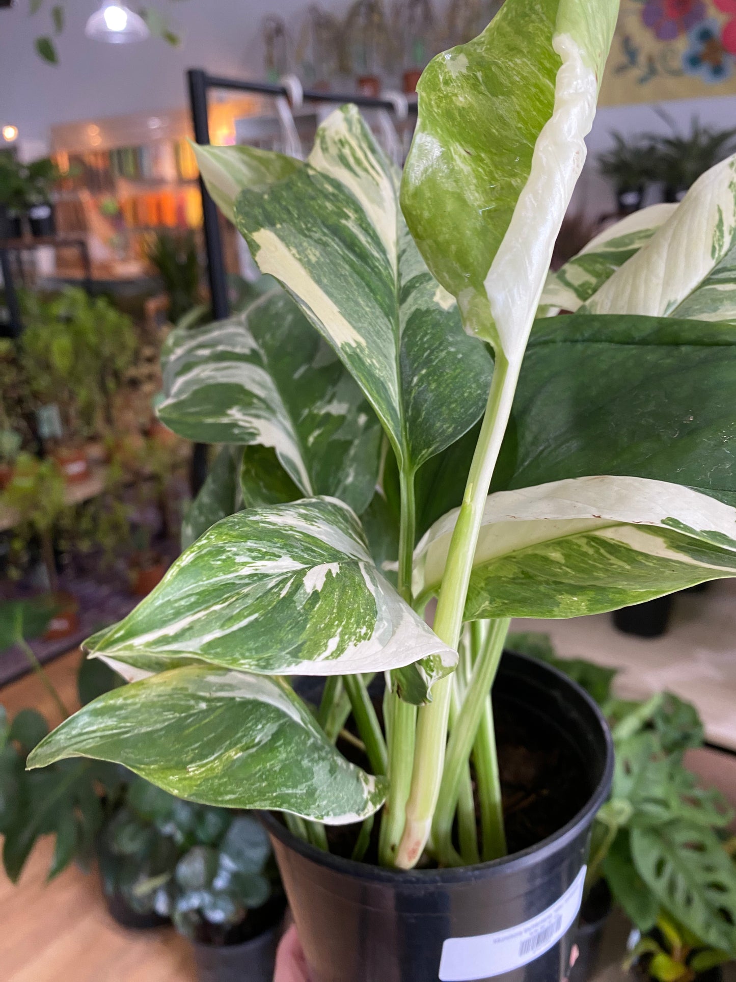 Monstera lechleriana 'Albo Variegata'