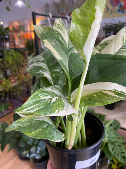 Monstera lechleriana 'Albo Variegata'