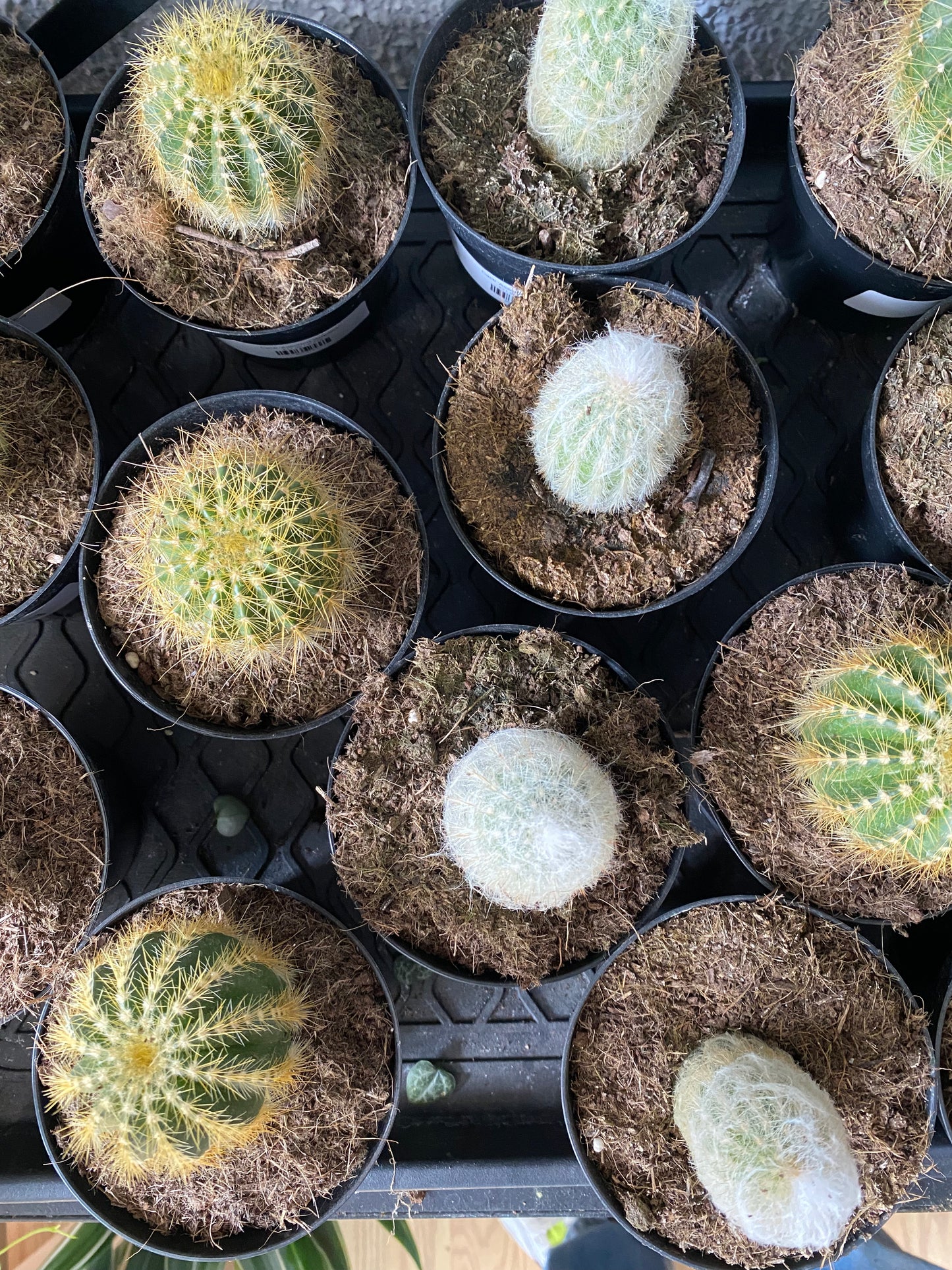 Cacti 'Assorted Varieties'