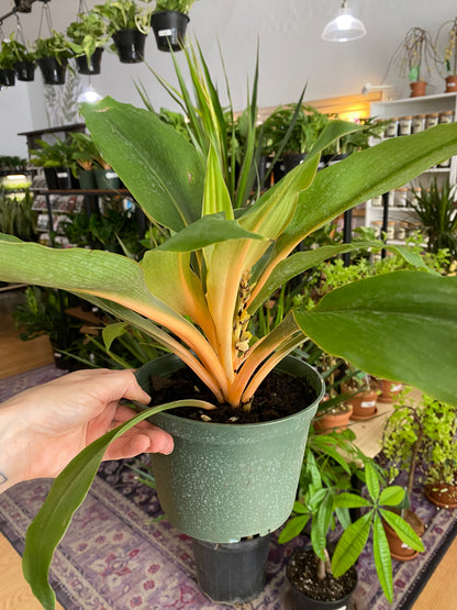 Chlorophytum 'Mandarin Orange' - 6" Pot