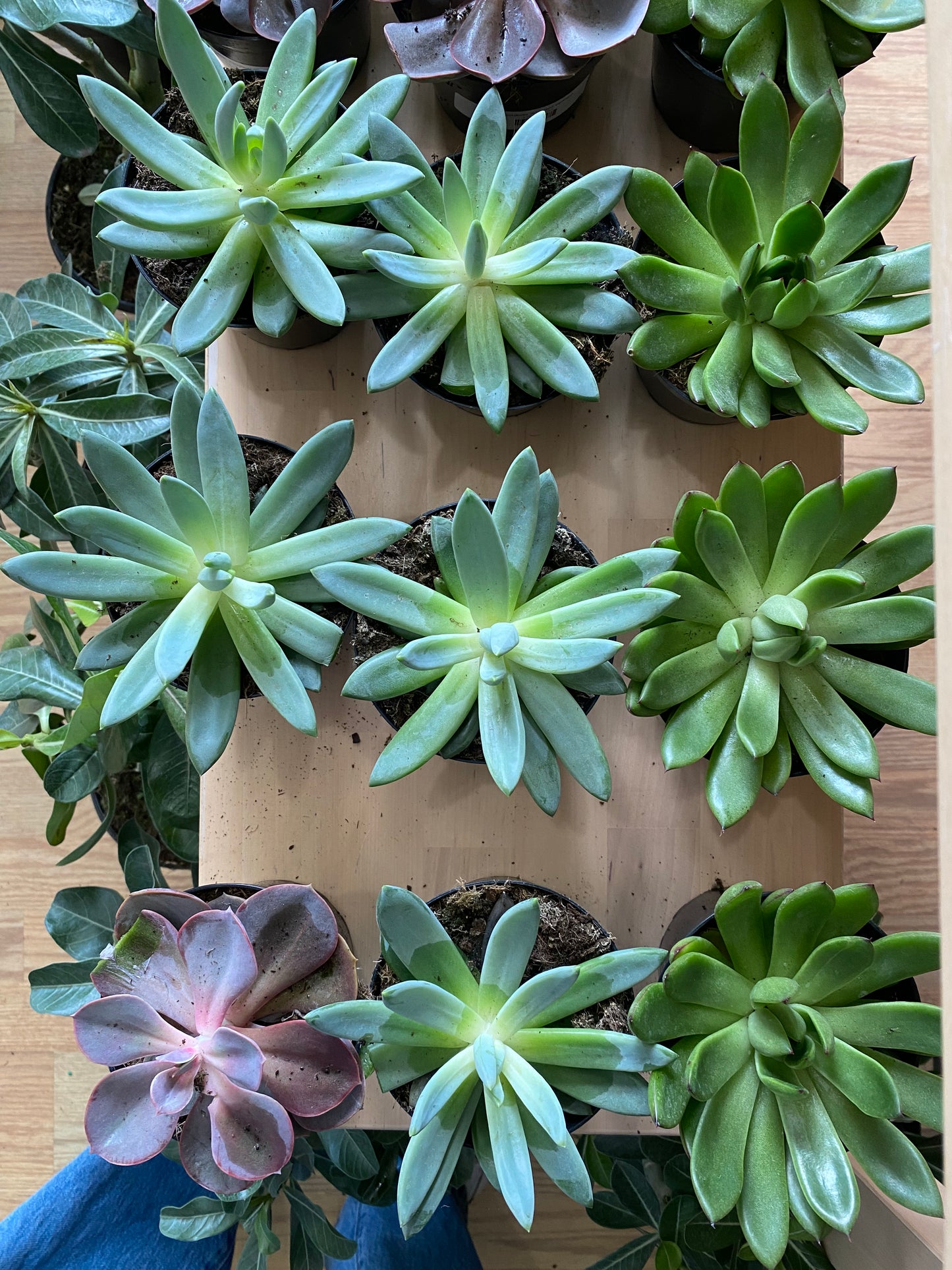 Succulents 'Assorted Varieties'