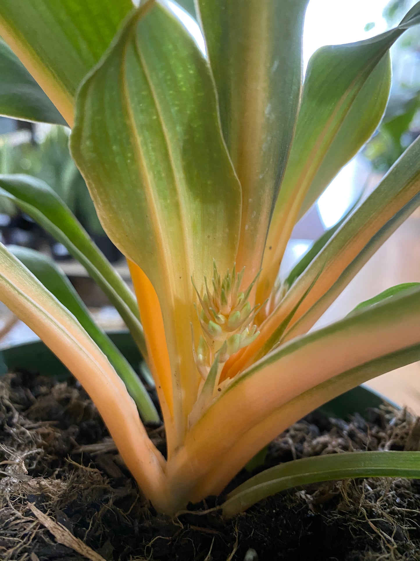 Chlorophytum 'Mandarin Orange' - 6" Pot