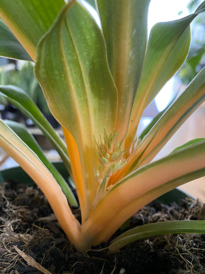 Chlorophytum 'Mandarin Orange' - 6" Pot