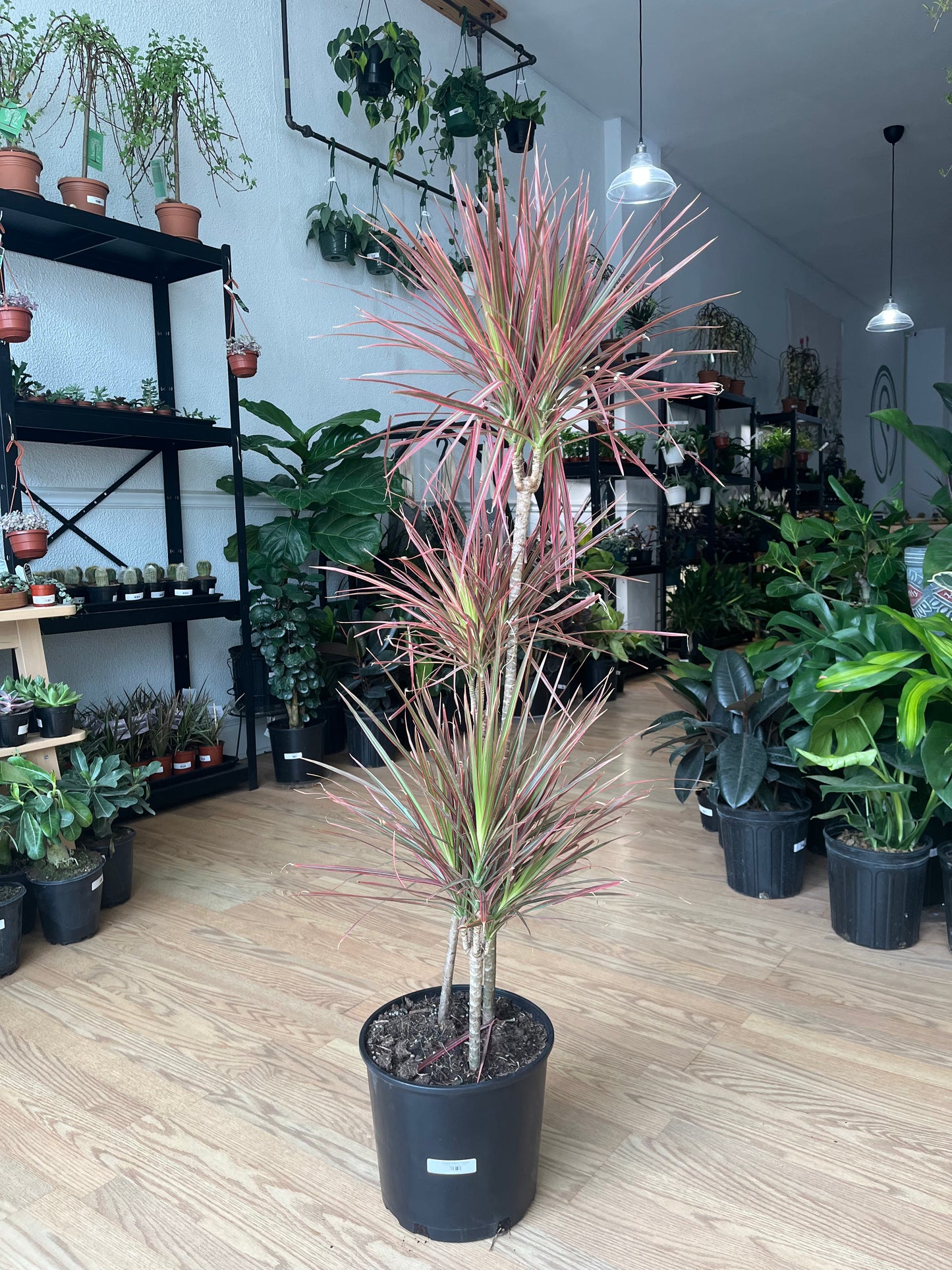 Dracaena marginata 'Colorama'