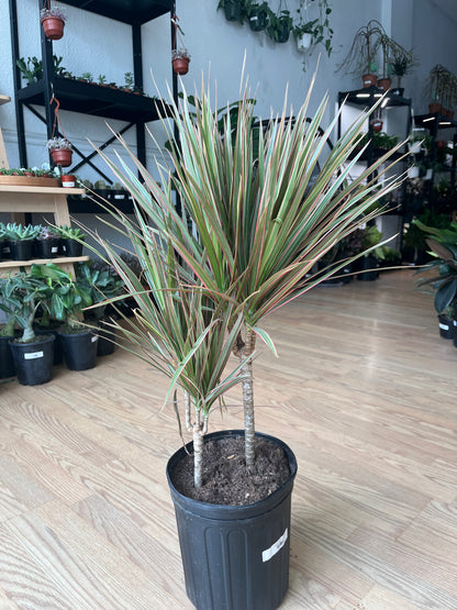 Dracaena Marginata 'Bi-color'