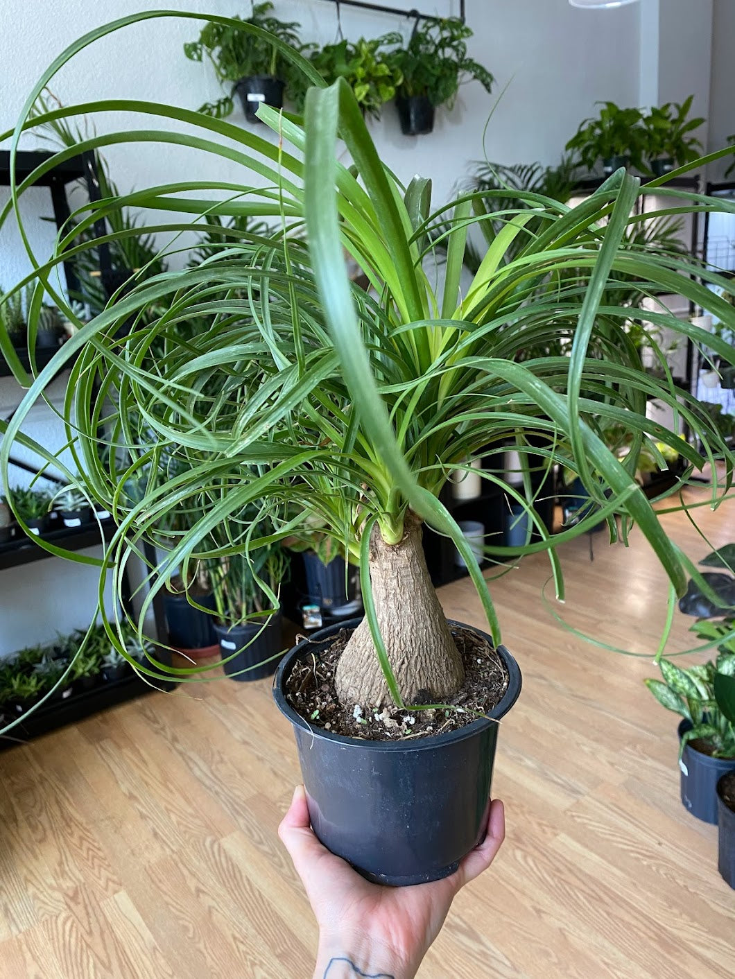 Beaucarnea Recurvata 'Ponytail Palm'