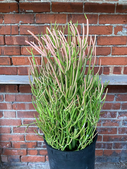 Euphorbia Tirucalli 'Sticks of fire'
