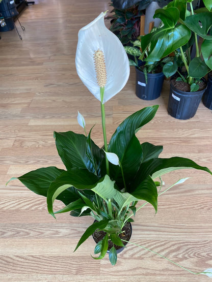 Spathiphyllum ‘Peace Lilly’