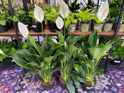 Spathiphyllum ‘Peace Lilly’