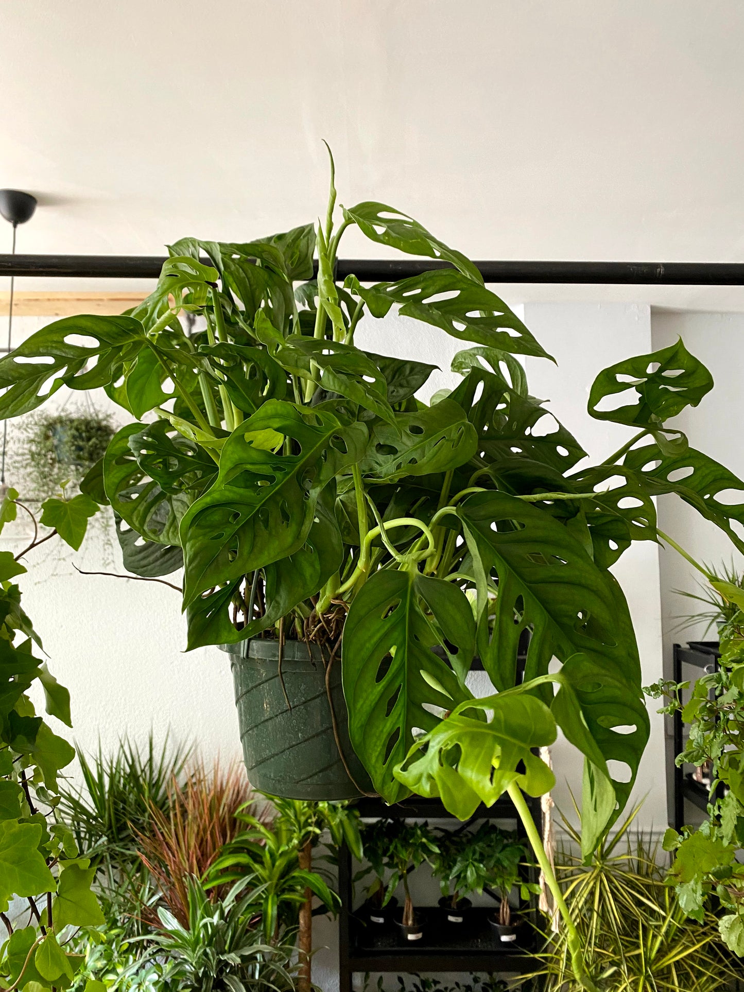 Monstera adansonii 'Swiss Cheese'