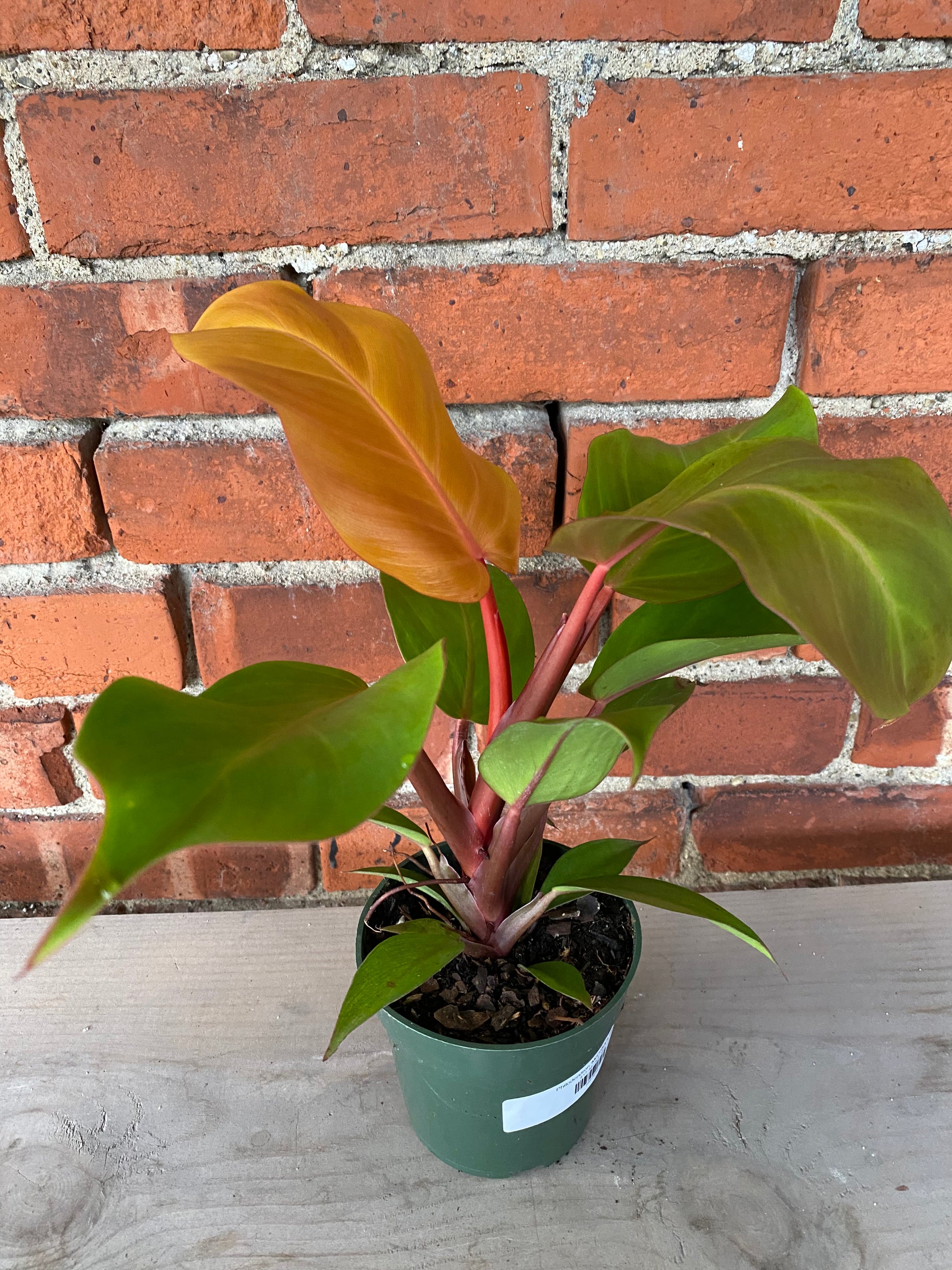 finale philodendron Philodendron 'McColley's Finale'