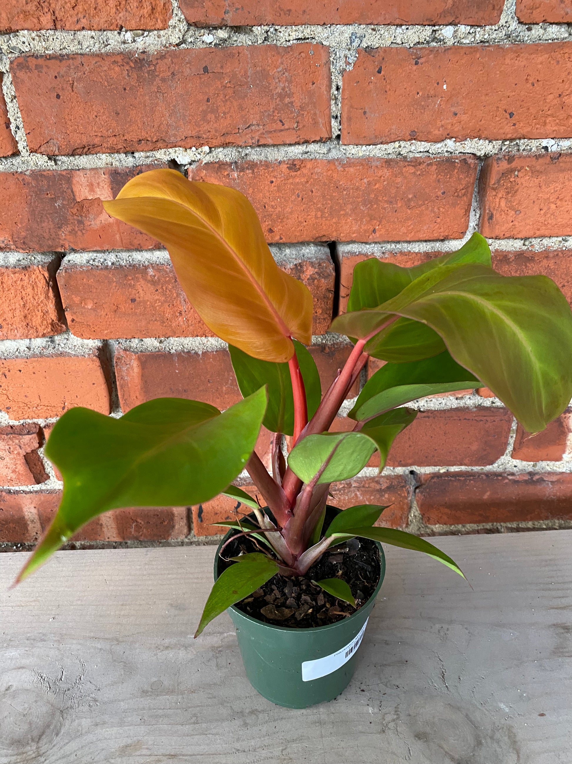 philodendron mccolley Philodendron 'McColley's Finale'