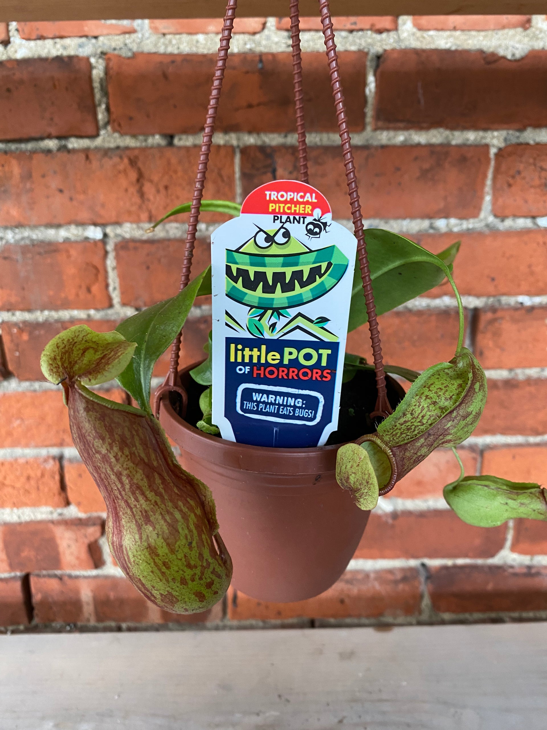 hanging pitcher plant Nepenthes 'Pitcher Plants'
