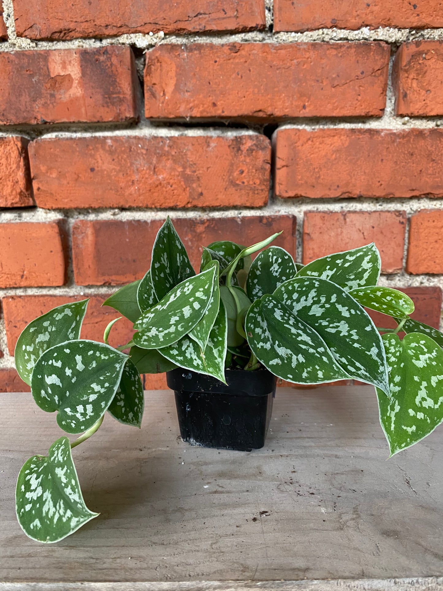 Scindapsus ‘Satin Pothos’
