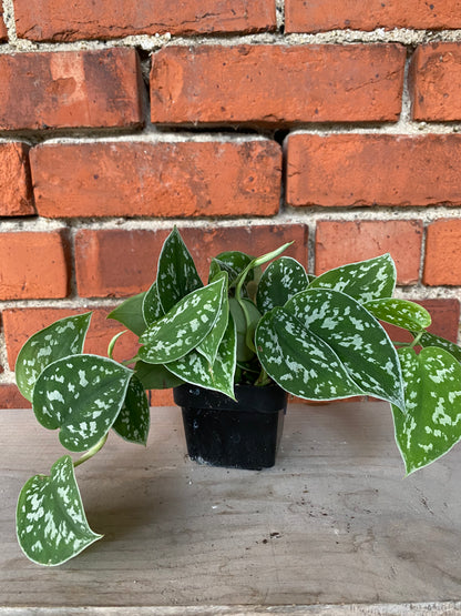 Scindapsus ‘Satin Pothos’