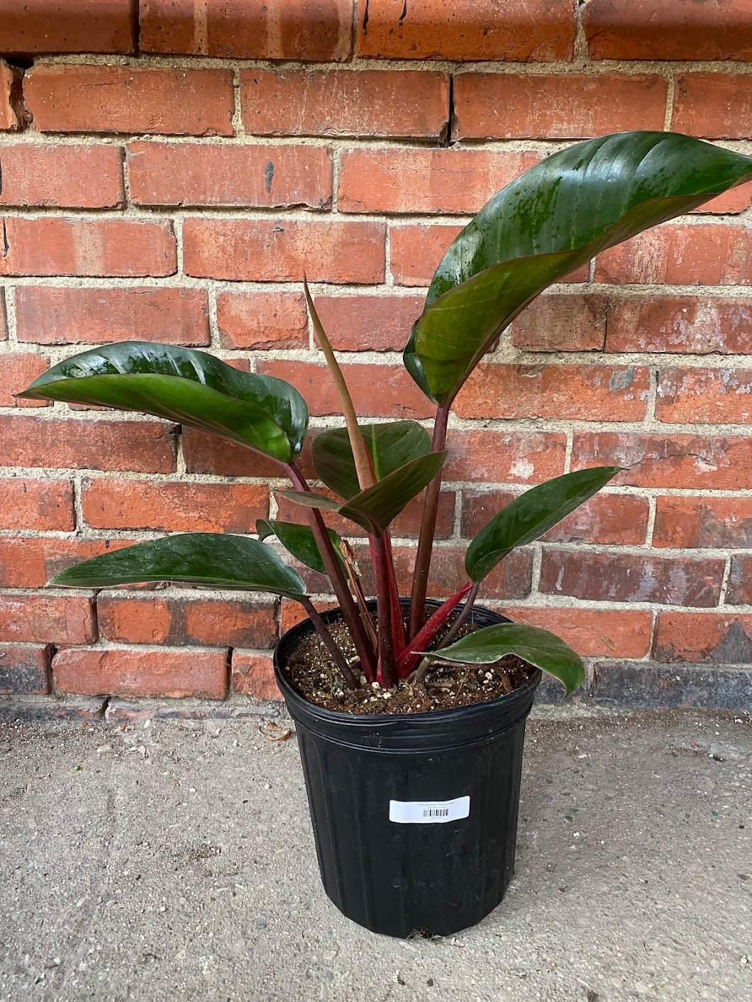 Philodendron ‘Red Congo’
