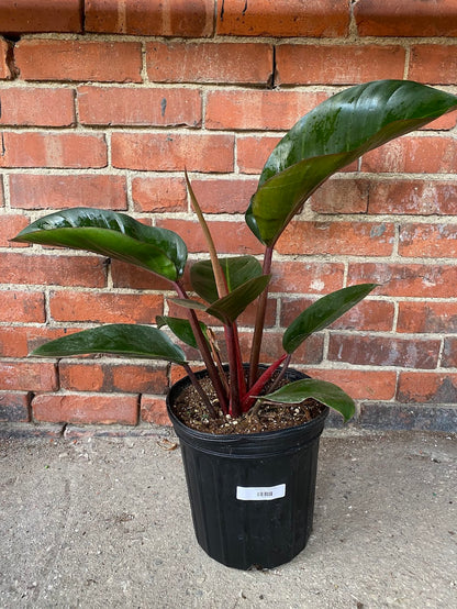 Philodendron ‘Red Congo’