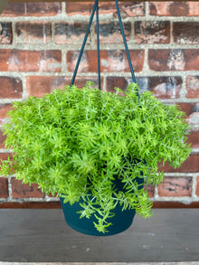 Sedum Acre ‘Tokyo Sun’