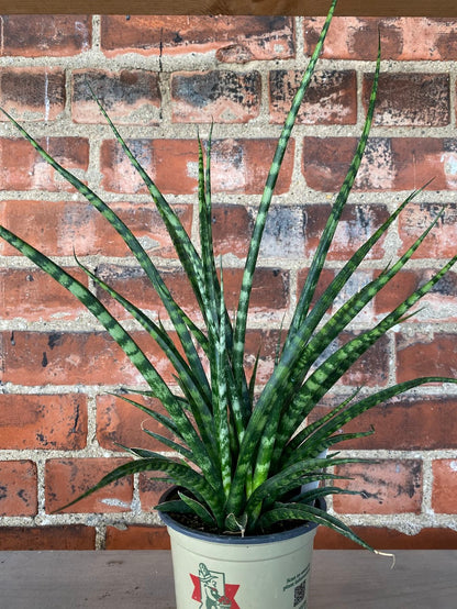 Sansevieria 'Fernwood'