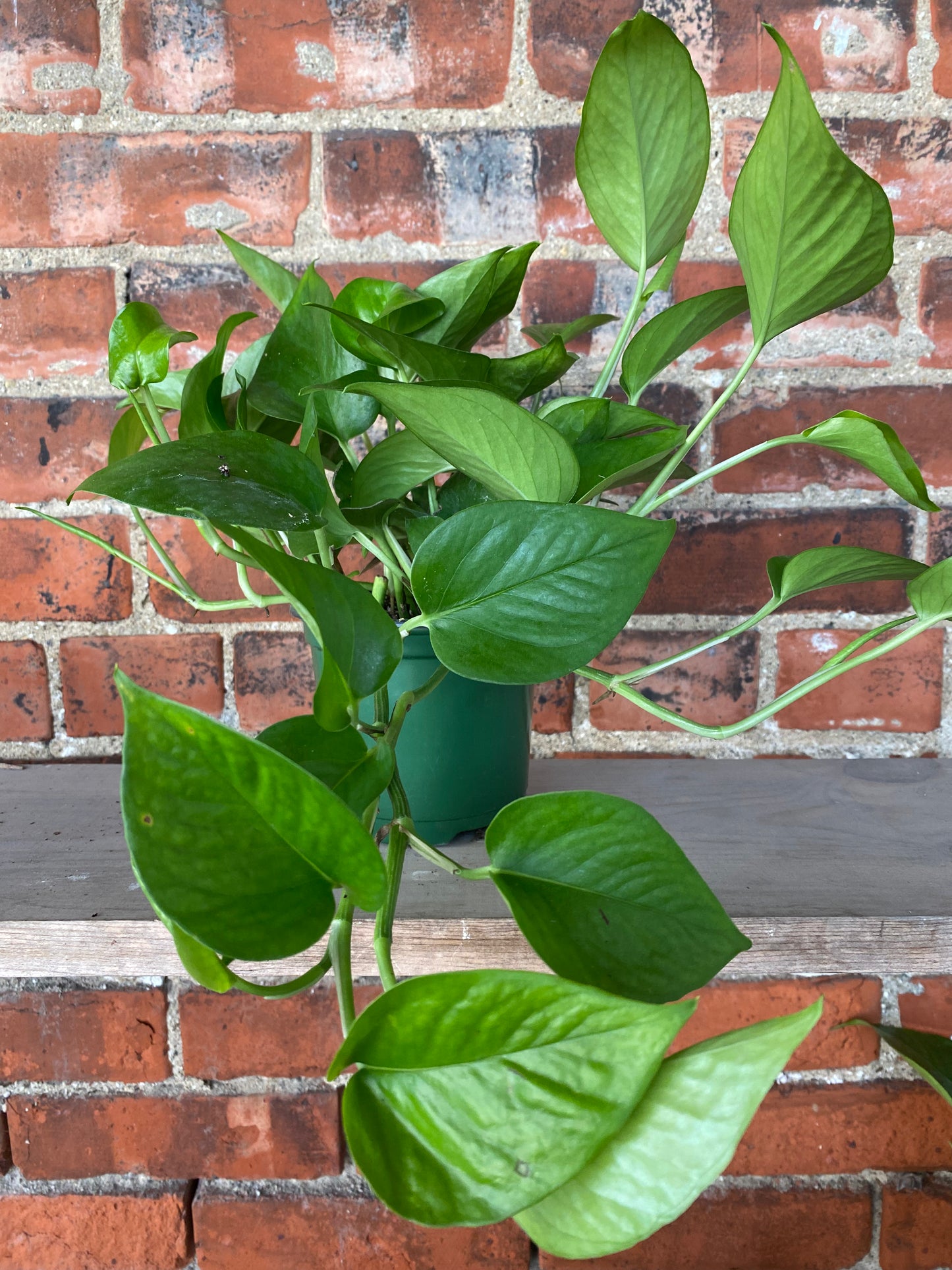 Epipremnum Aureum 'Pothos Jade'